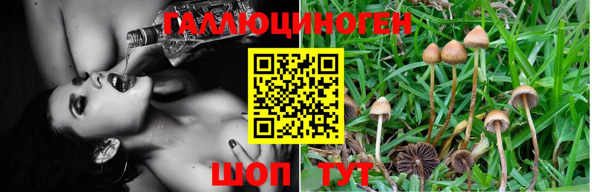 Галлюциногенные грибы Cubensis  как найти закладки  Вход с VPN  Отрадный  Псилоцибиновые грибы GOLDEN TEACHER 